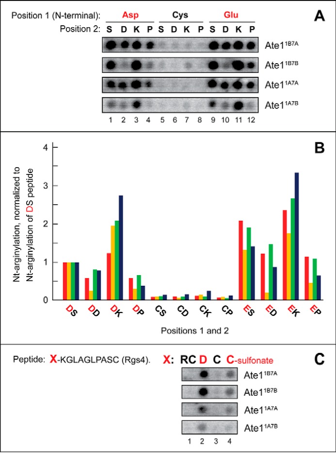 FIGURE 5.