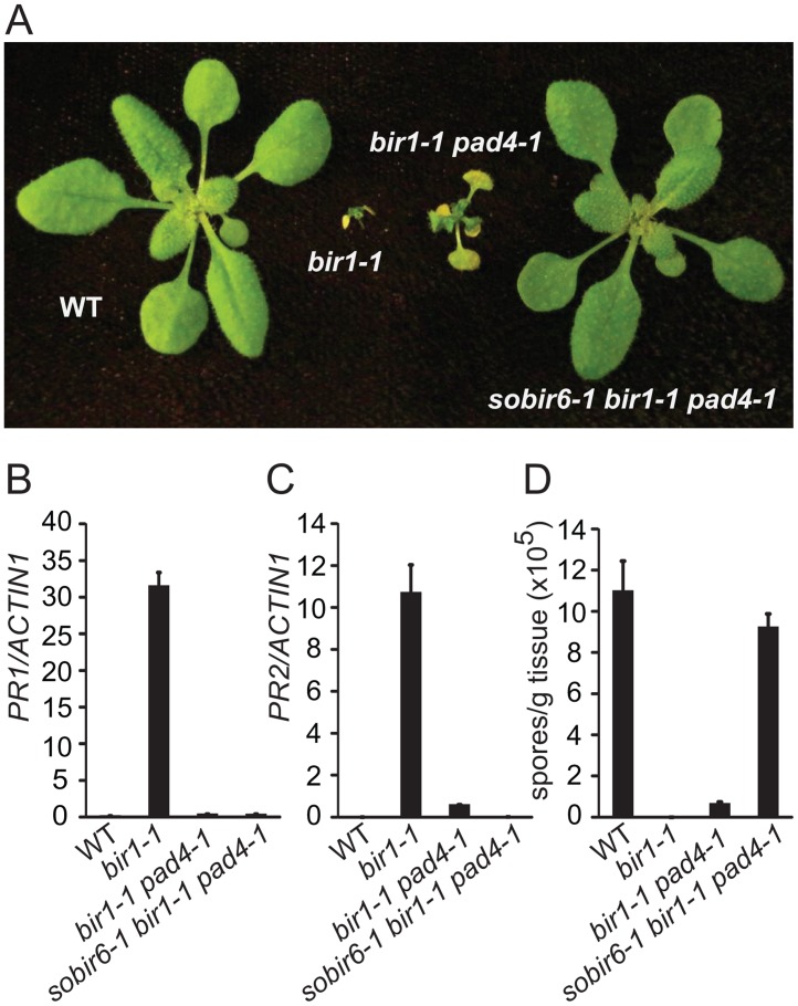 Fig 1