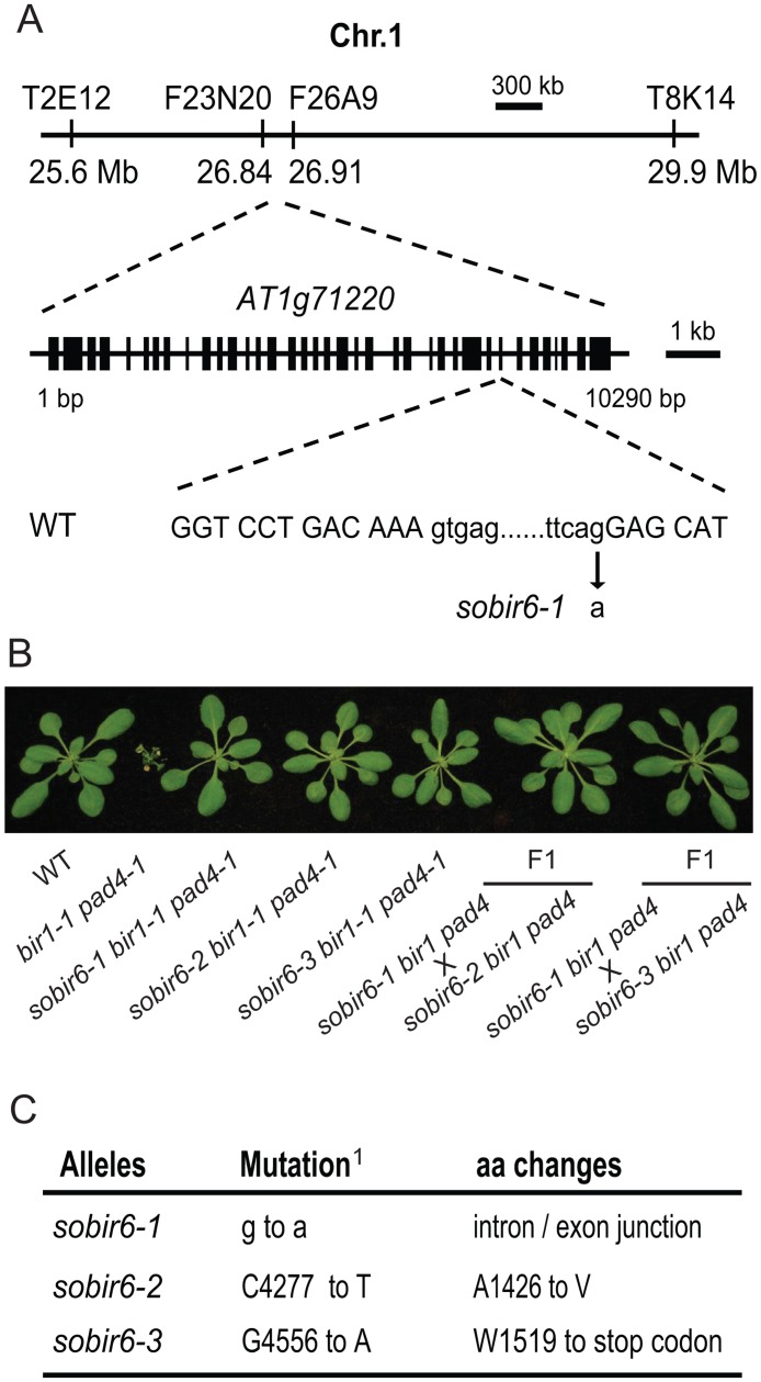 Fig 2