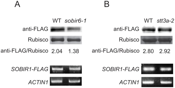 Fig 6