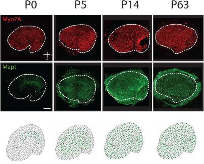 Fig. 9.