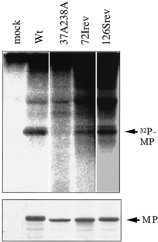 FIG. 4.