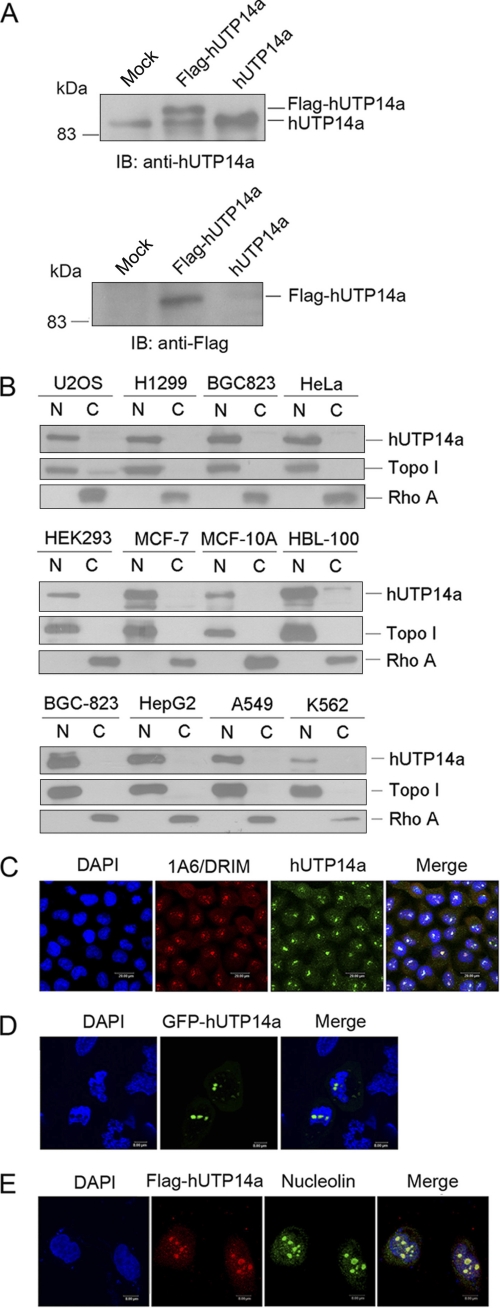 FIGURE 1.