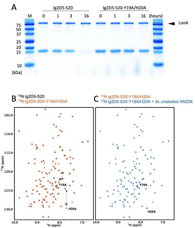 Figure 4—figure supplement 2.