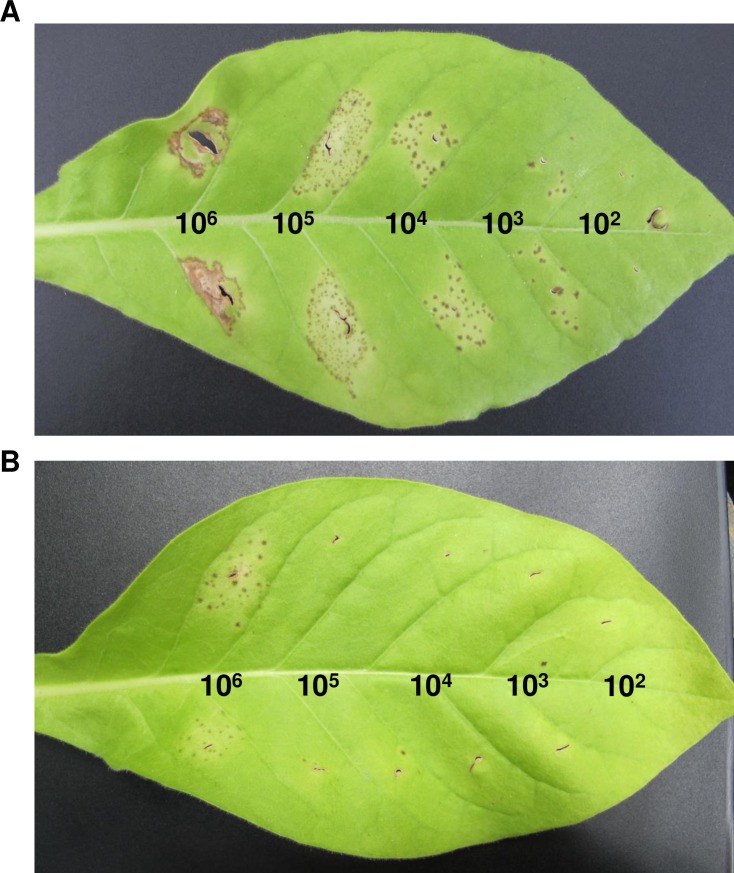 Fig 6