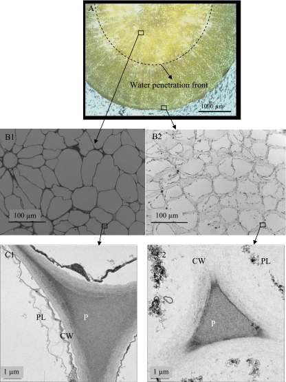 Fig. 8