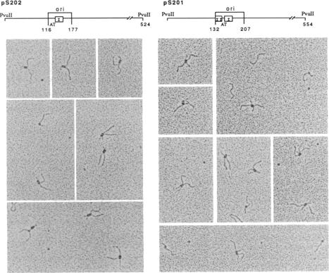 graphic file with name pnas01073-0584-a.jpg