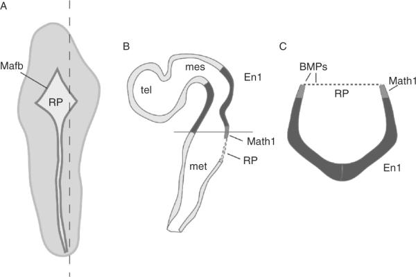 Figure 8.5