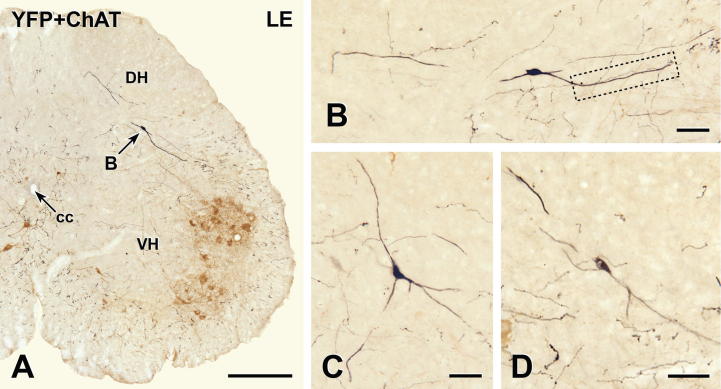 Fig. 2