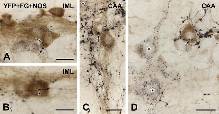 Fig. 8