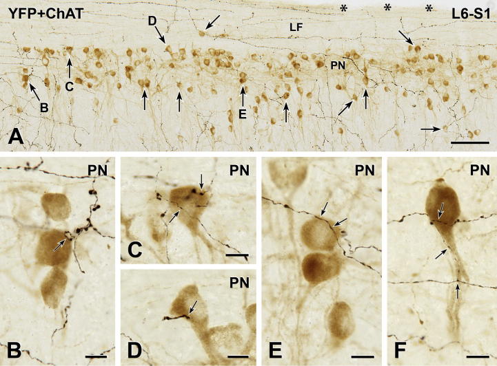 Fig. 6