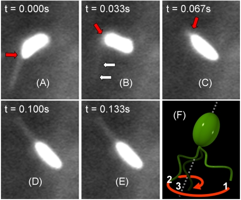 Fig. 4.