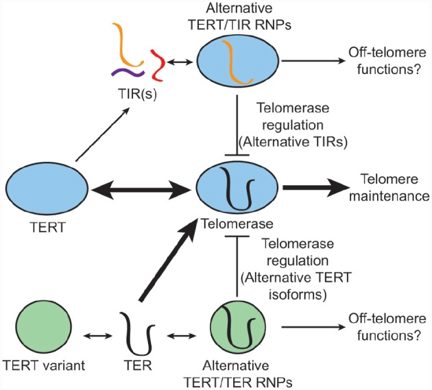 FIGURE 2