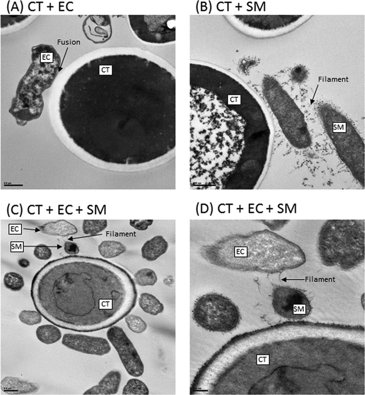 FIG 6 