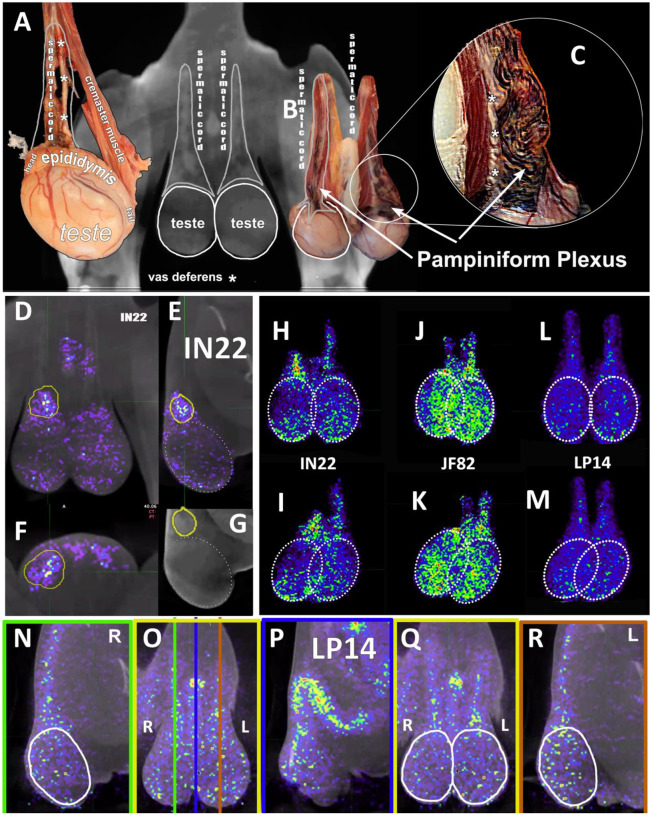 Figure 13.