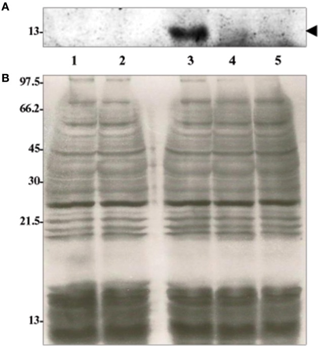 Figure 5