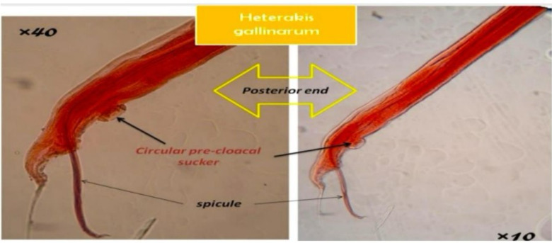 Fig. 2: