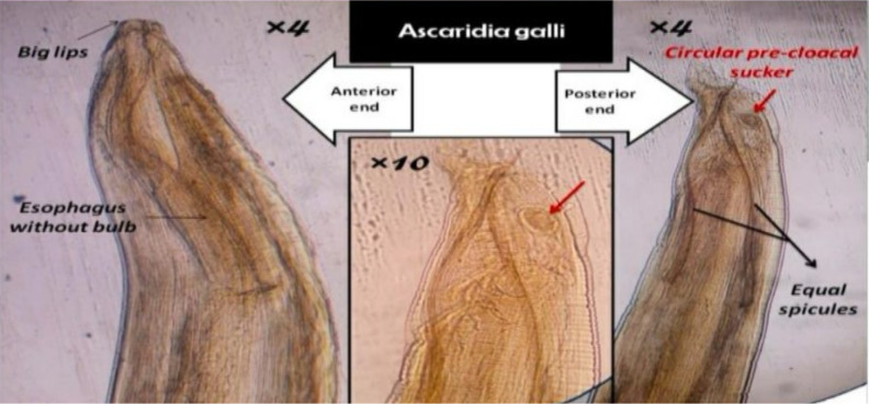 Fig. 1: