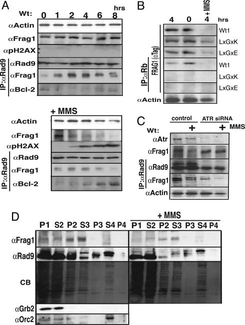 Fig. 5.