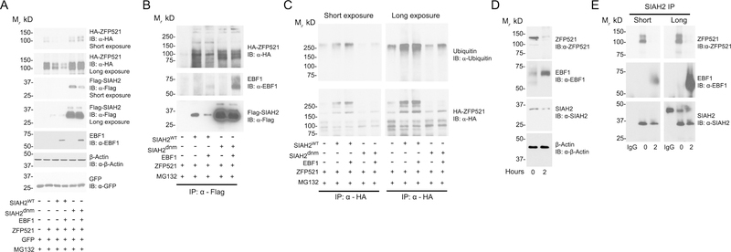 Figure 6: