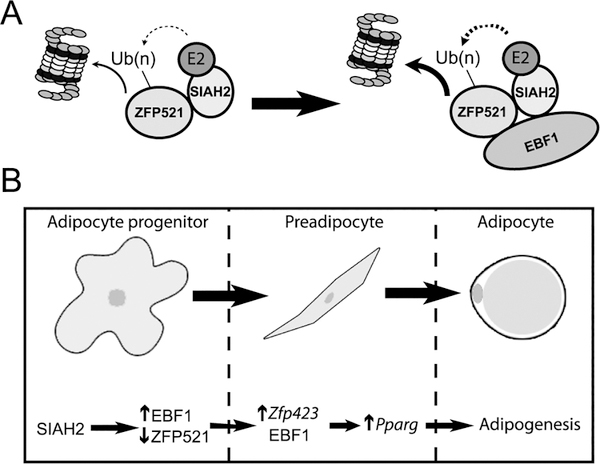 Figure 7: