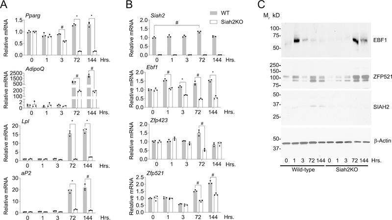 Figure 4: