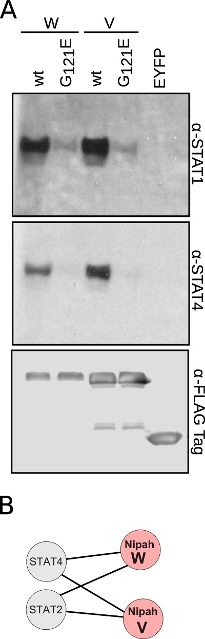 FIG 3