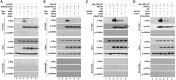 FIG 10