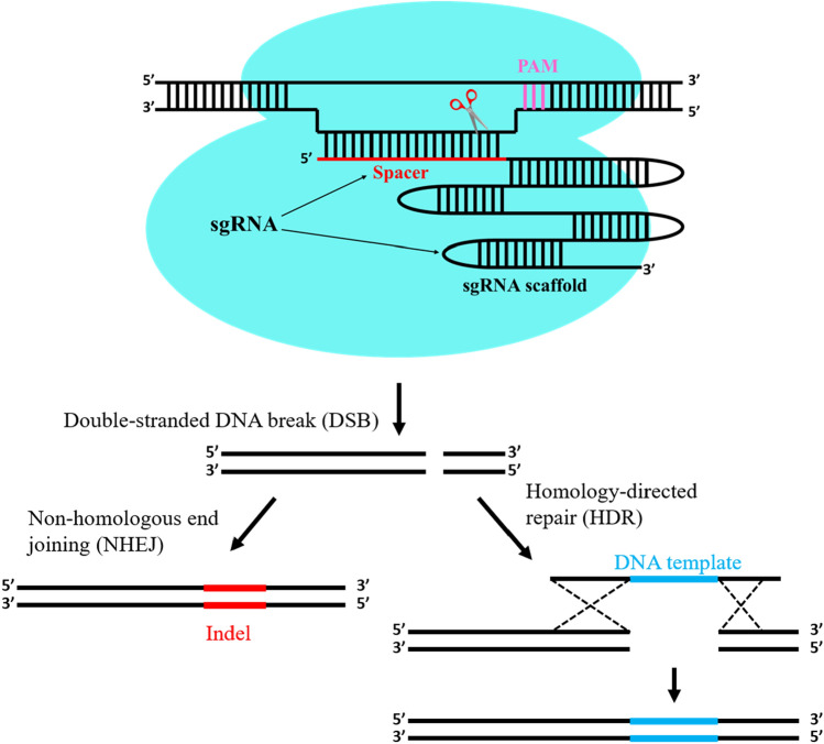 Fig. 1