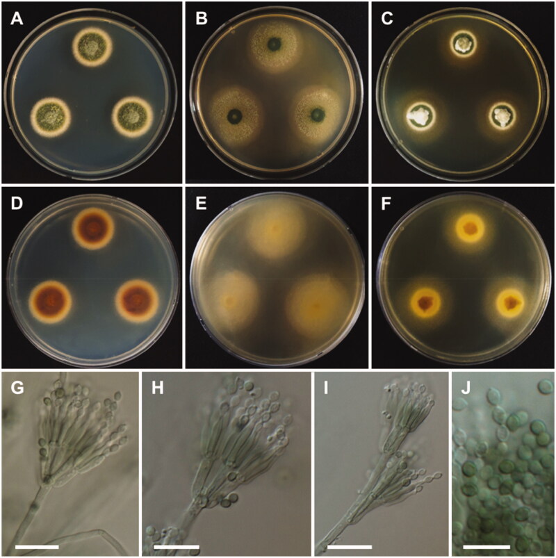 Figure 13.