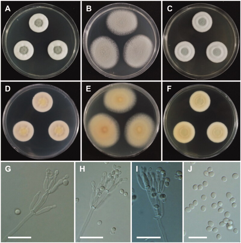 Figure 10.