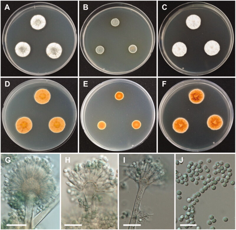 Figure 7.