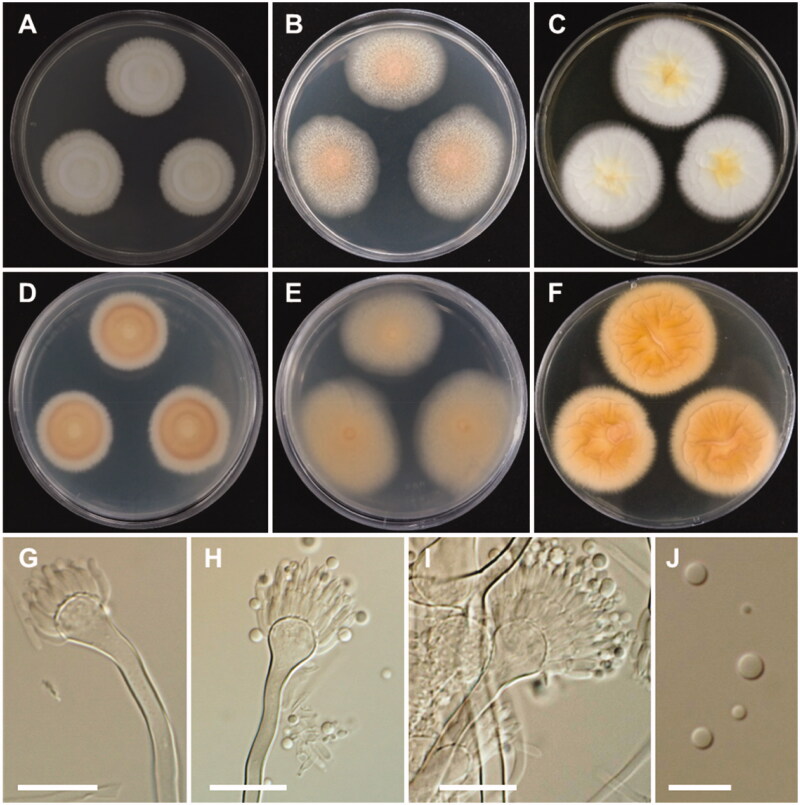 Figure 5.