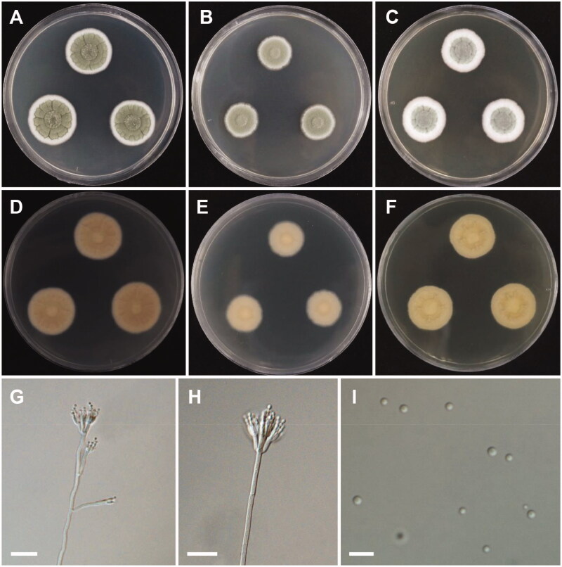 Figure 11.