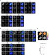 Figure 4—figure supplement 1.