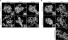 Figure 3—figure supplement 1.
