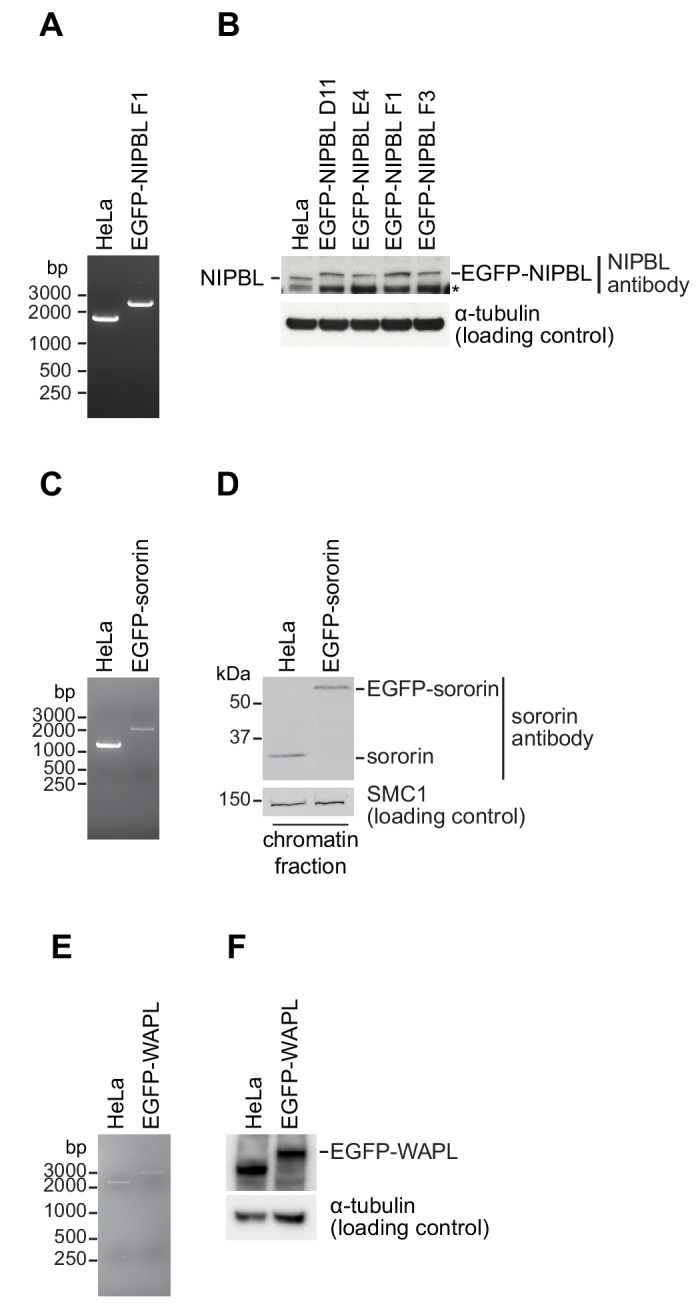 Figure 2—figure supplement 1.