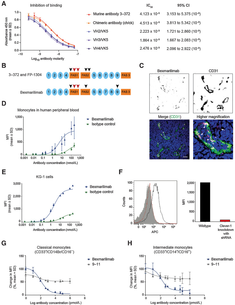 Figure 1. Characterization of bexmarilimab binding in vitro. A, Binding of biotinylated parental anti–Clever-1 antibody 3–372 to human Clever-1 in the presence of nonbiotinylated 3–372, chimeric anti–Clever-1 antibody and three composite antibodies (VH2/VK5, VH3/VK5, VH4/VK5) as determined by a competitive ELISA. IC50 values were calculated by three-parameter nonlinear curve fitting with 95% confidence intervals (CI). B, Bexmarilimab-recognized region of Clever-1. The orange boxes and blue closed circles indicate fasciclin domains and EGF-like domains, respectively. The arrowheads indicate relative positions of identified binding motifs, the core epitopes are shown in red. C, Bexmarilimab immunoreactivity (magenta) in human lymph node with CD31 (green) and Hoechst (blue) co-staining. Scale bar 40 μmol/L. Arrowheads point to Clever-1 expression on lymphatic endothelial cells and the arrow points to a single CD31-negative cell. Binding of bexmarilimab to human CD14+ cells (D) and human KG-1 acute myelogenous leukemia cells (E) as determined by flow cytometry. F, Binding and quantitation of bexmarilimab and the isotype control to KG-1 cells transfected with a Clever-1–targeting shRNA as determined by flow cytometry. The wild-type histogram is shown in black, the Clever-1 knockdown histogram in red, and the isotype control binding in solid gray. APC, allophycocyanin. Receptor occupancy of bexmarilimab in classical (G) and intermediate monocytes (H), shown as change in fluorescence intensity of CD14+ cells that bind to labeled bexmarilimab or mAb 9–11. Representative data are shown for 1 of 3 donors. MFI, mean fluorescence intensity.