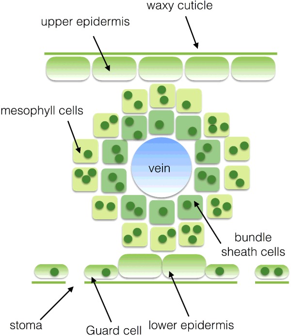 Figure 18