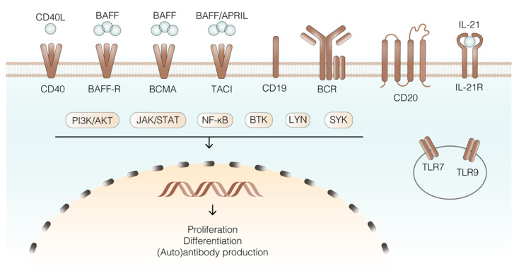 B Lineage Cells in ANCA-Associated Vasculitis - PMC