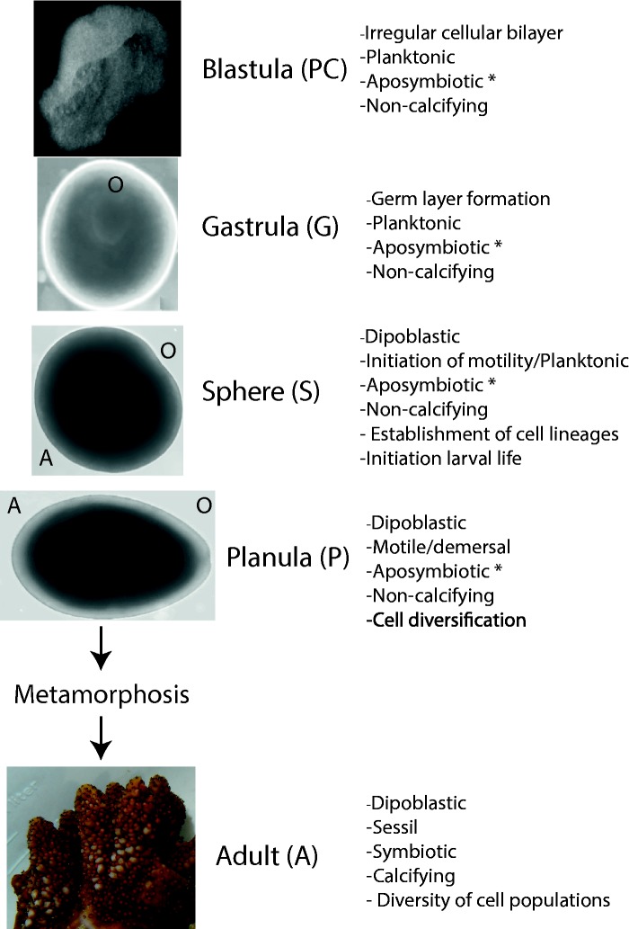 Fig. 1.—