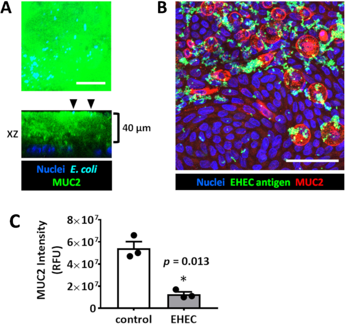 Figure 4: