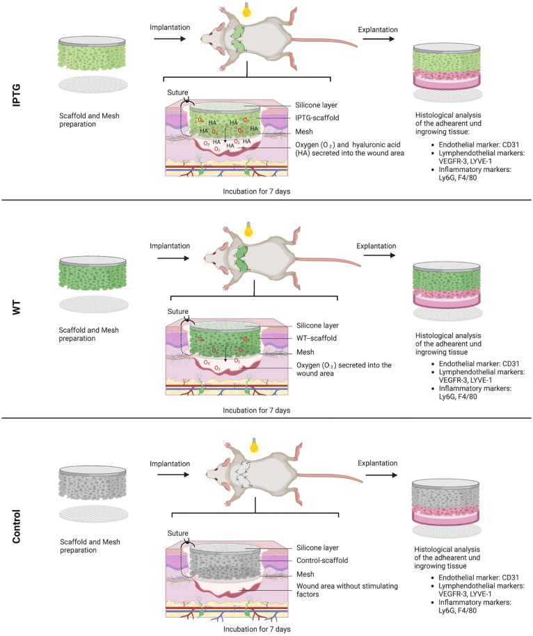 Graphical Abstract