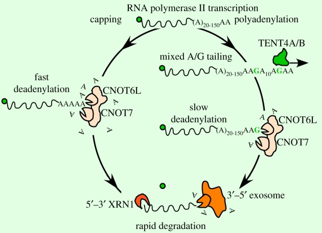 Figure 2.