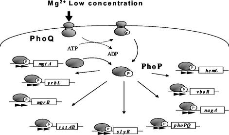 FIG. 5.