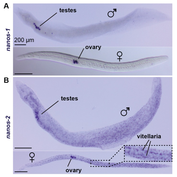 Figure 6—figure supplement 1.