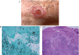 Fig. (8)