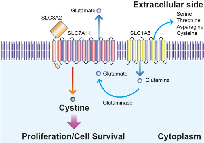 FIGURE 3