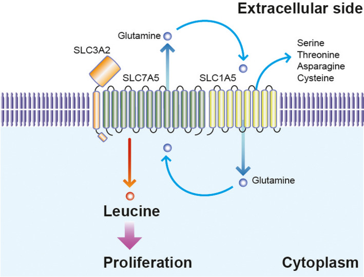 FIGURE 2