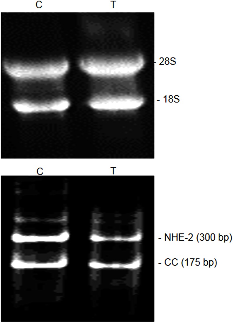 Fig 8